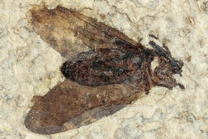 Detailed Fossil March Fly (Plecia) - Wyoming #244989